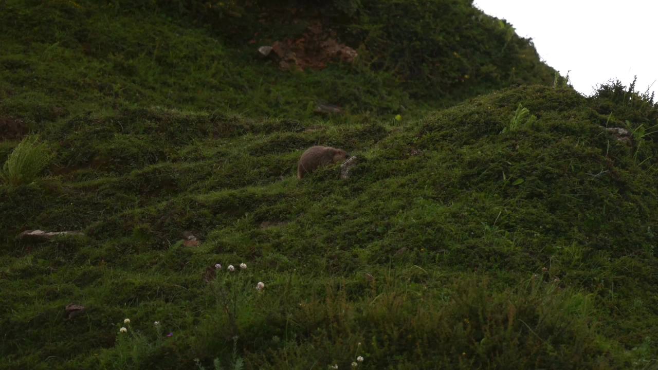 川西 视频合集 12