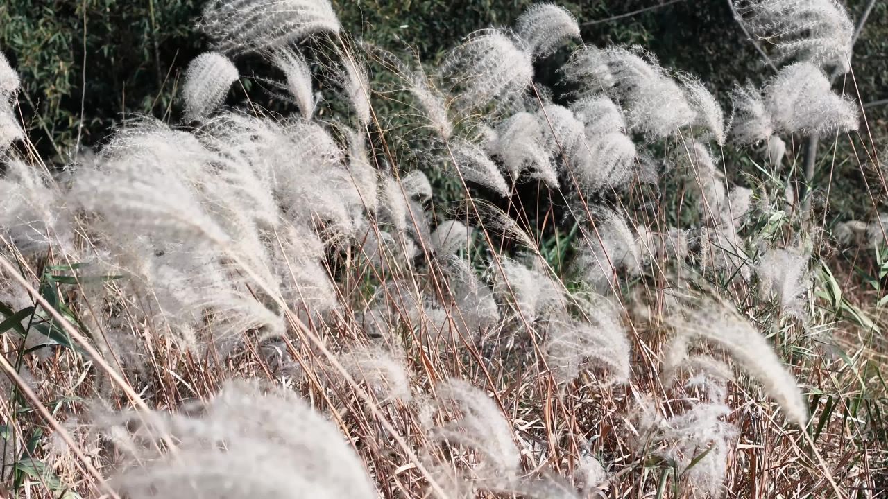 秋日芦苇随风舞