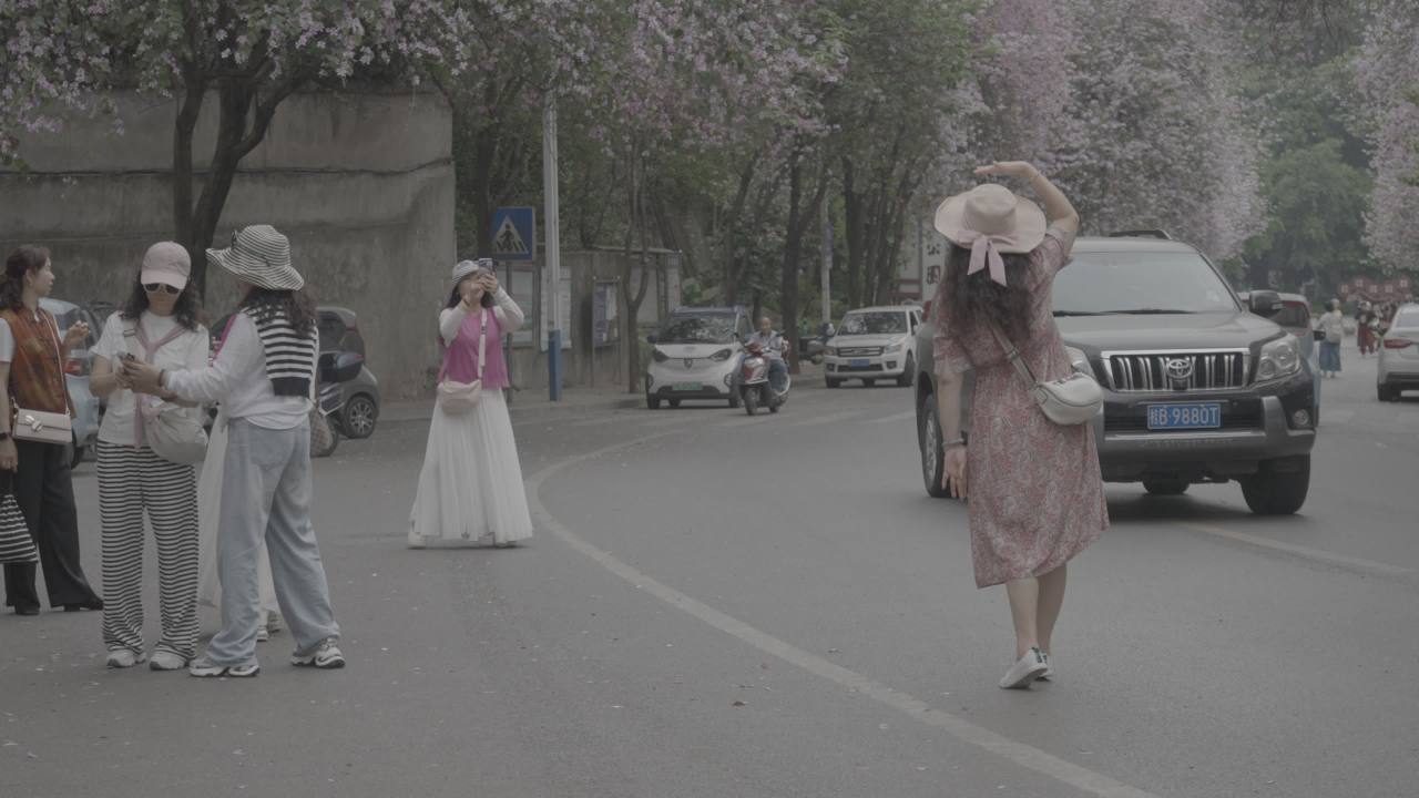 紫荆花 14