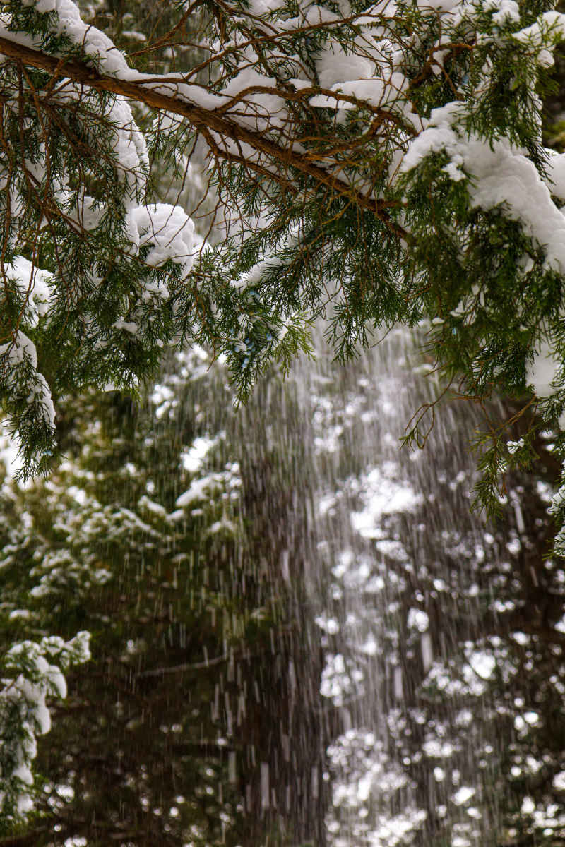 雪柏