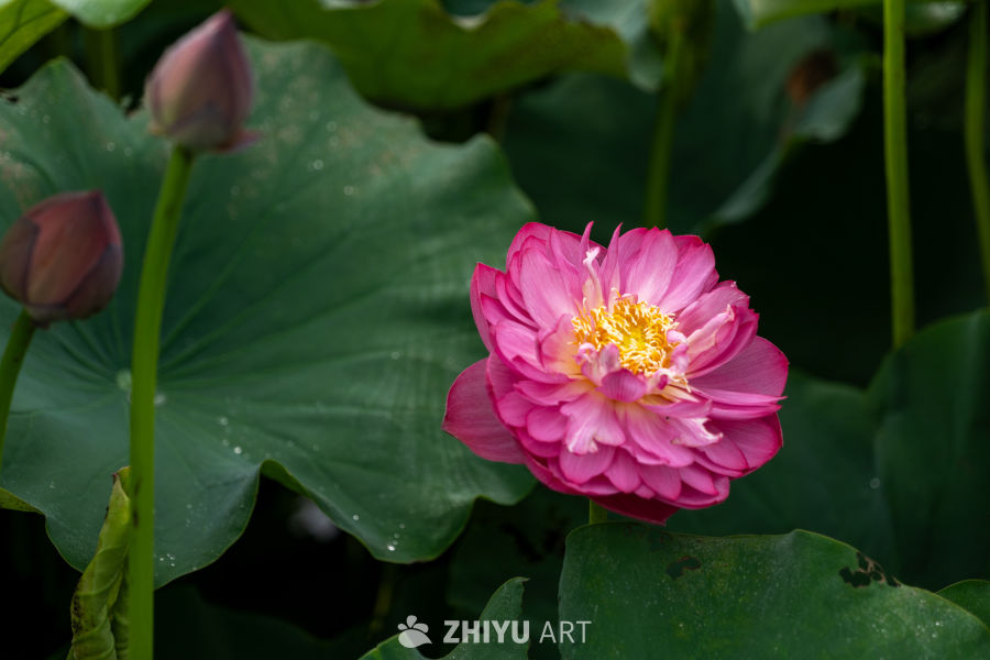荷花 67