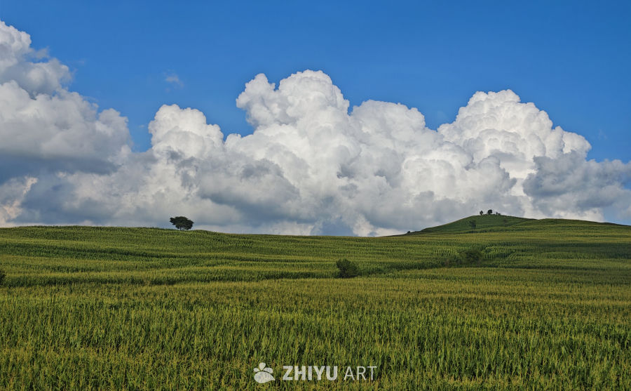 蓝天白云下的玉米田