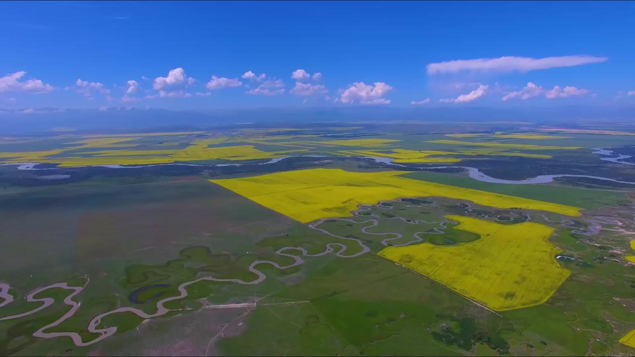 油菜花