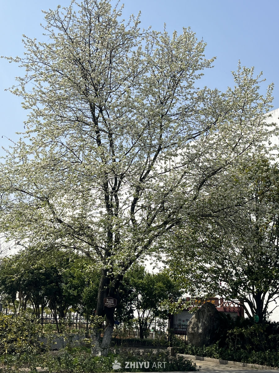春日樱花盛开