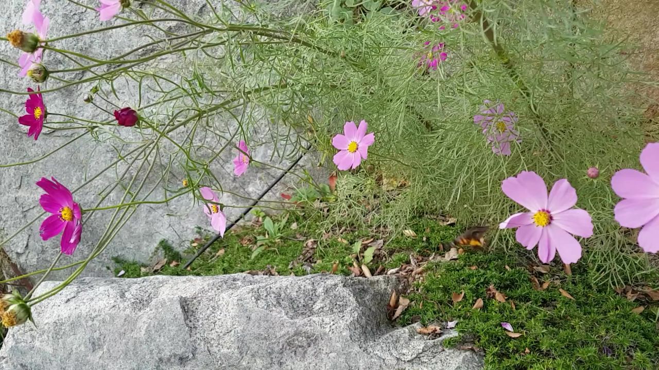 宇宙鲜花秋季大自然