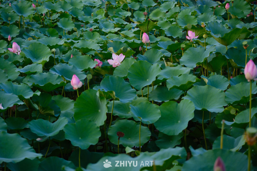 什刹海荷花 15