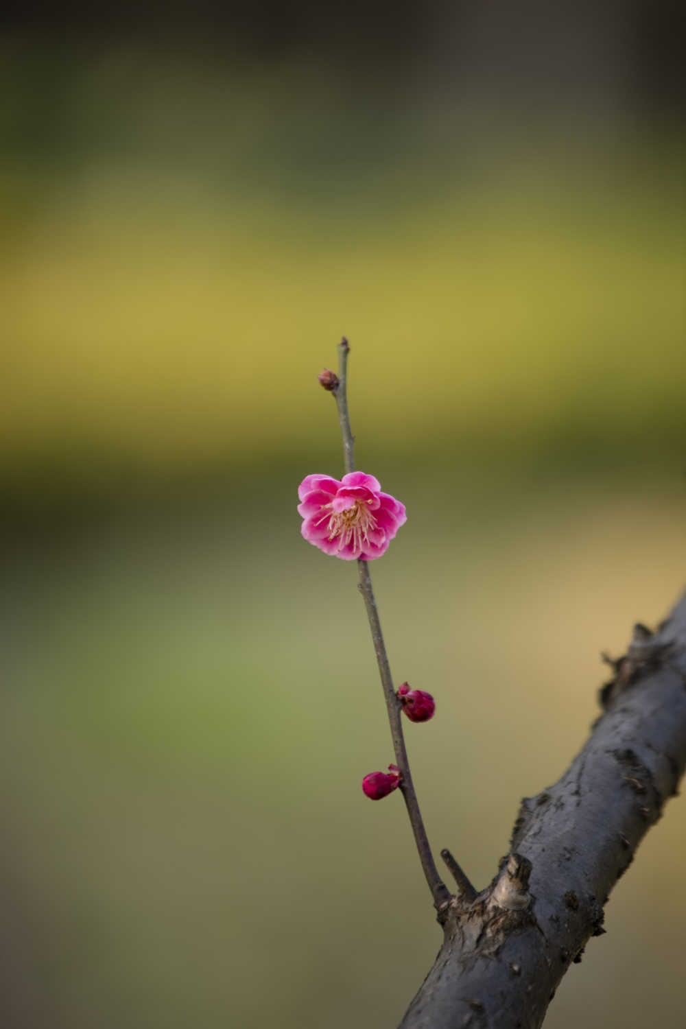 梅花4