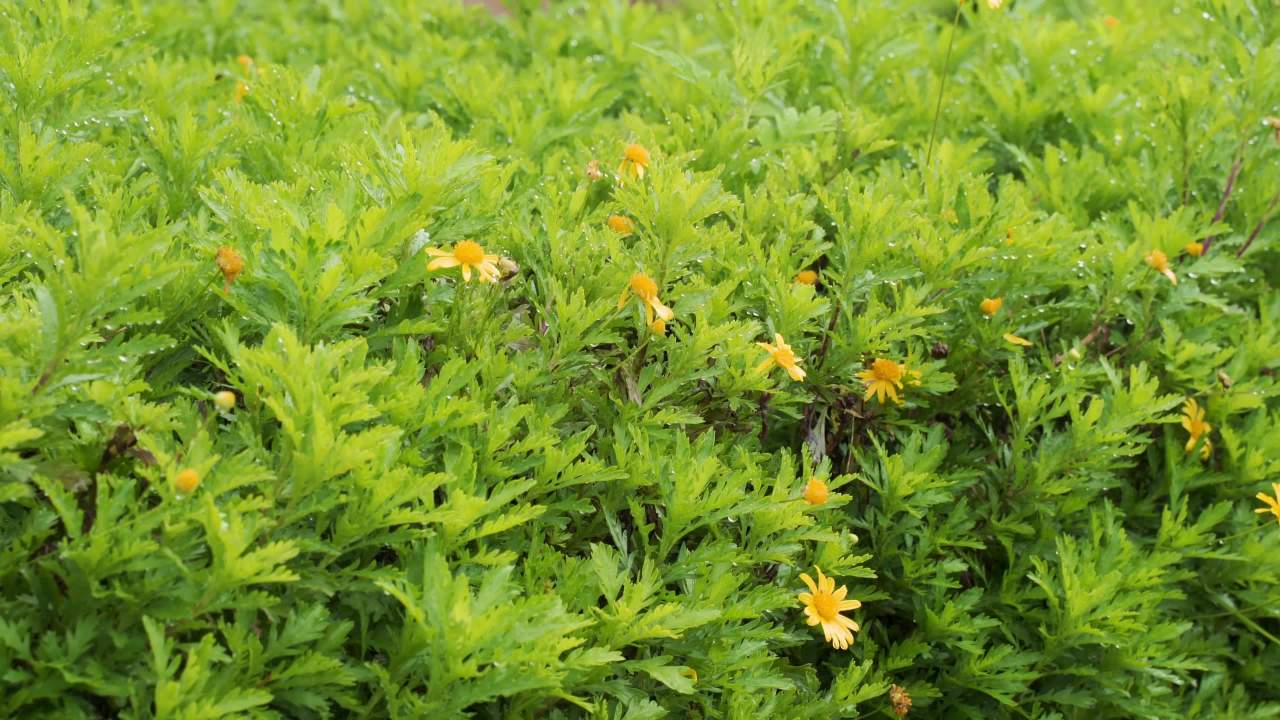 雨后绿意盎然的花田