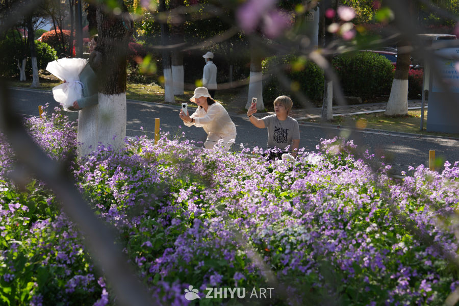 紫花盛开的公园