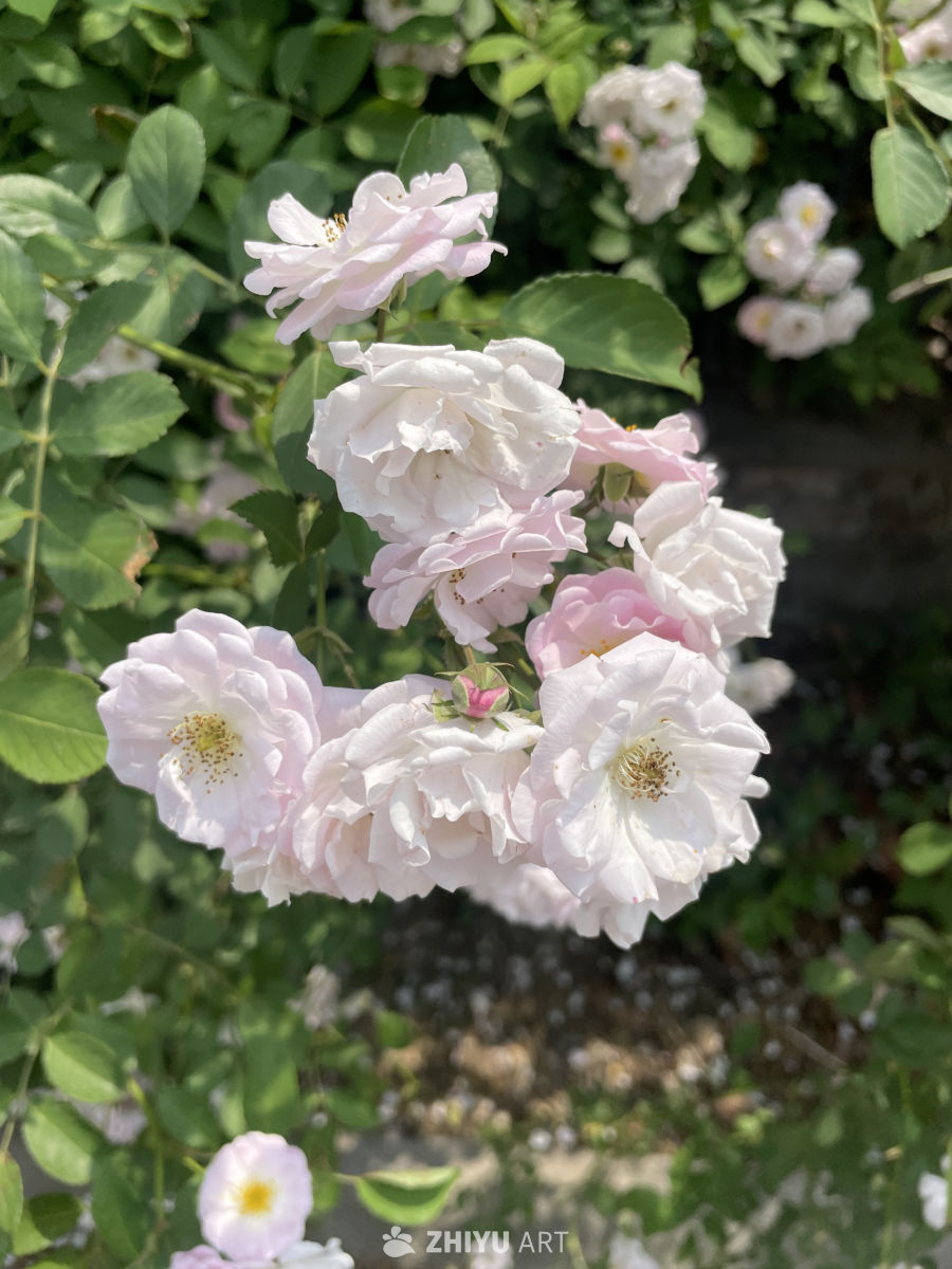春季花卉 9