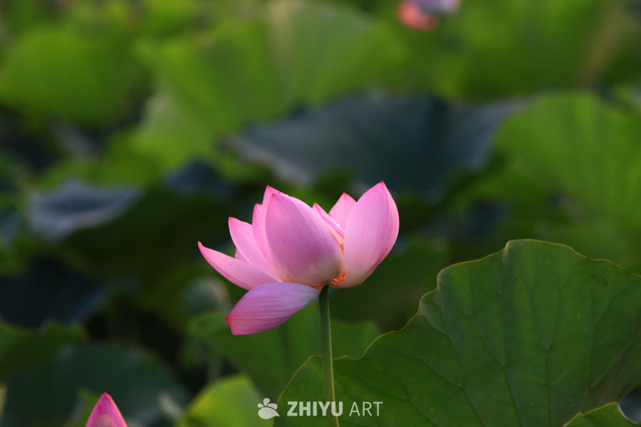 盛夏荷花 146