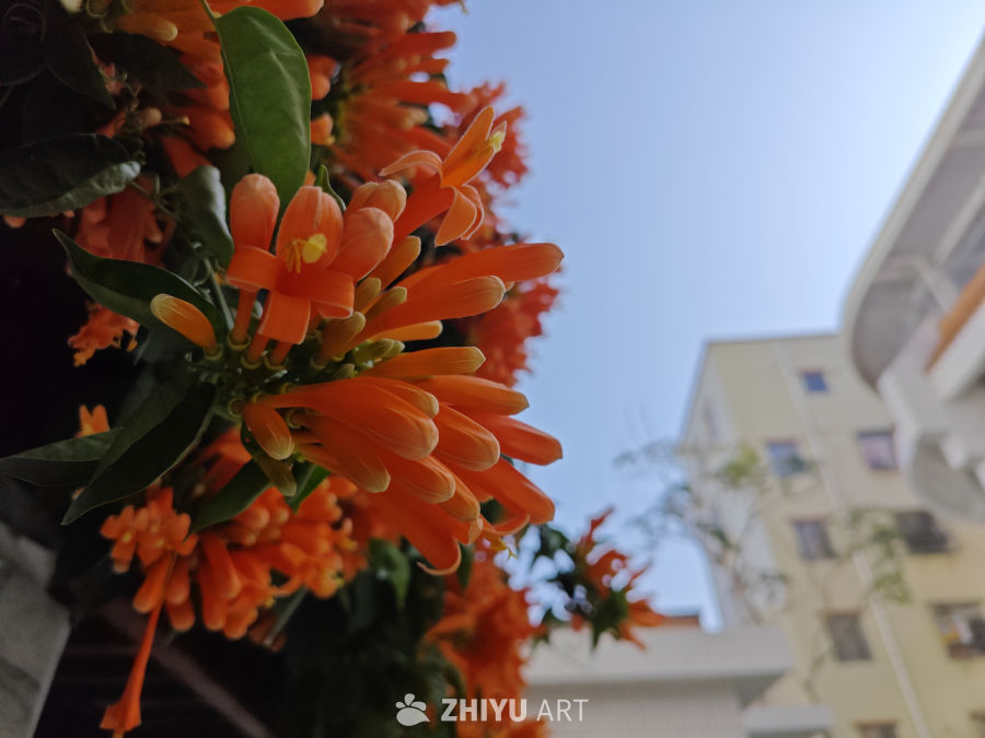 晴天炮仗花 4