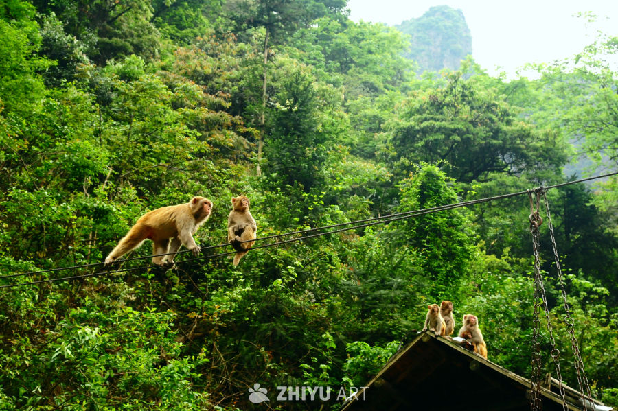 衢州药王山的猴群和山野瀑布 11