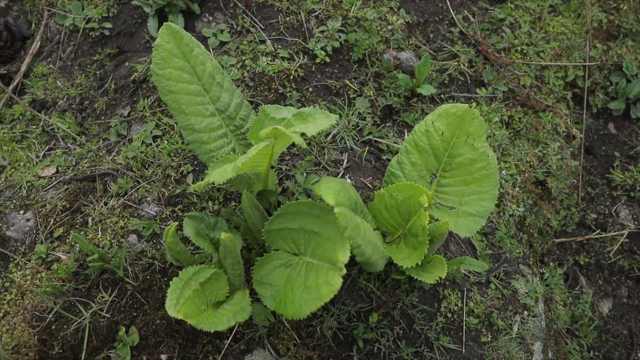 高原植物合集