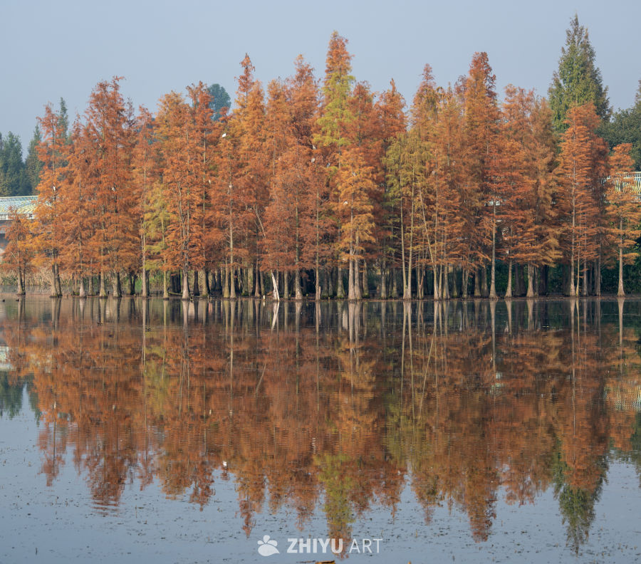 落羽杉水杉林的秋季景观