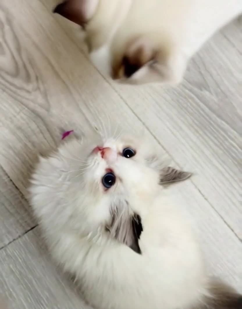 仰望镜头的小猫，毛茸茸的白色，蓝眼睛。