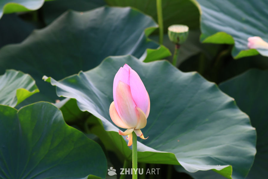 盛夏荷花 135