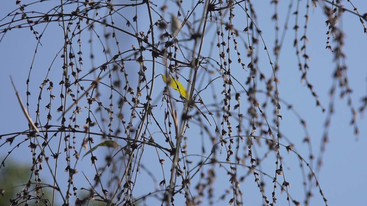 植物界的奇观竹子开花 26