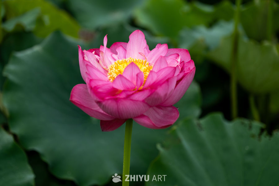 荷花 87
