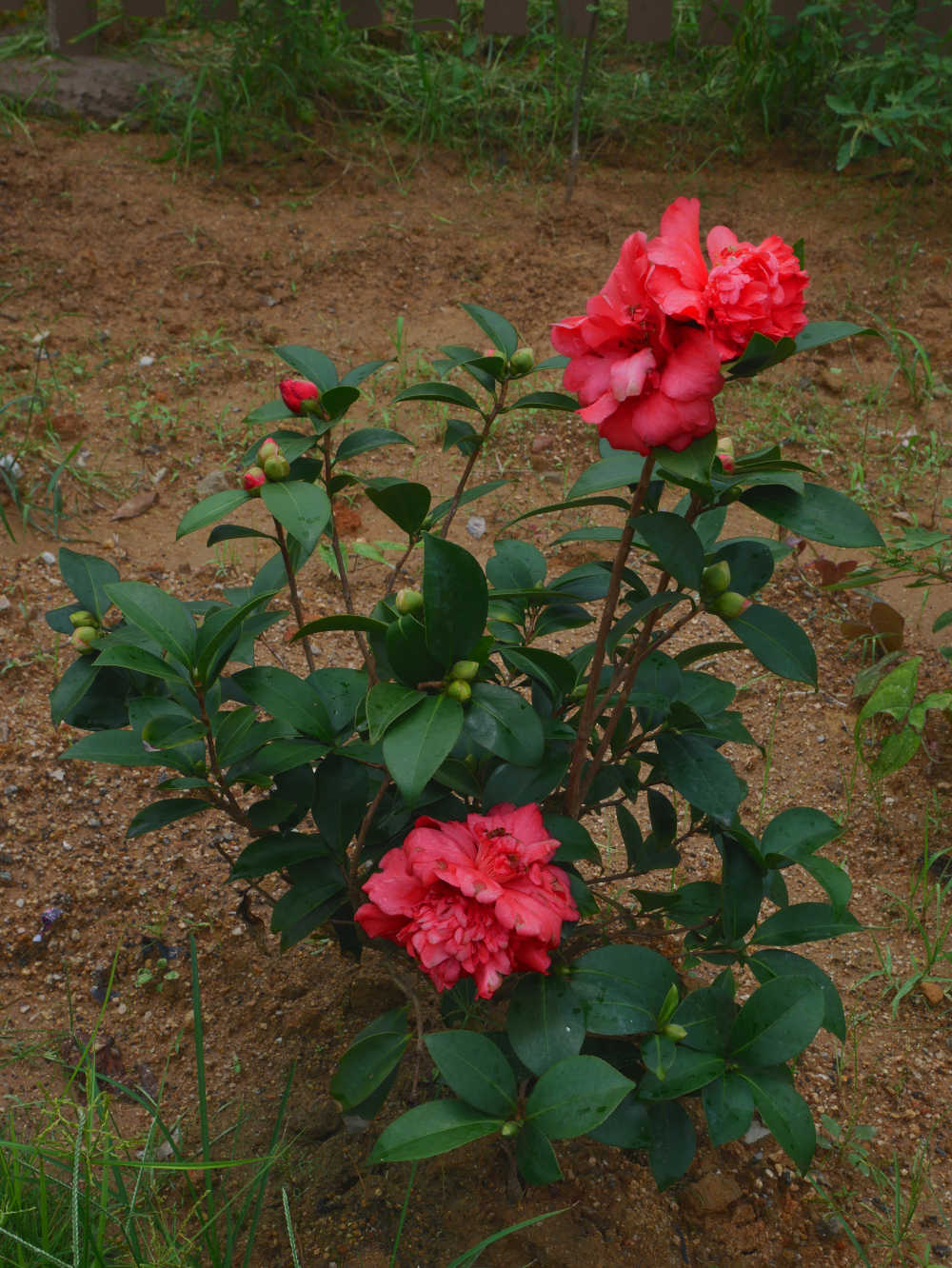 一株红色山茶花