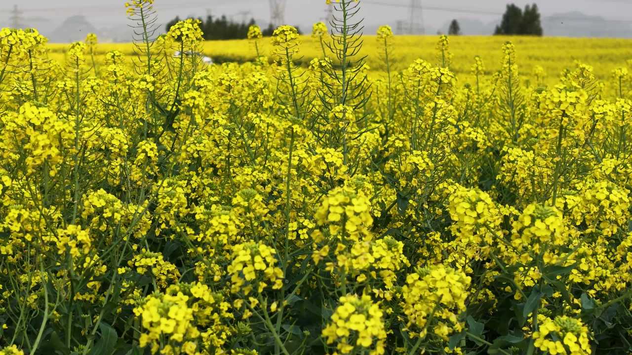 油菜花开的田野