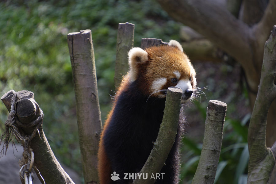 无敌可爱小熊猫