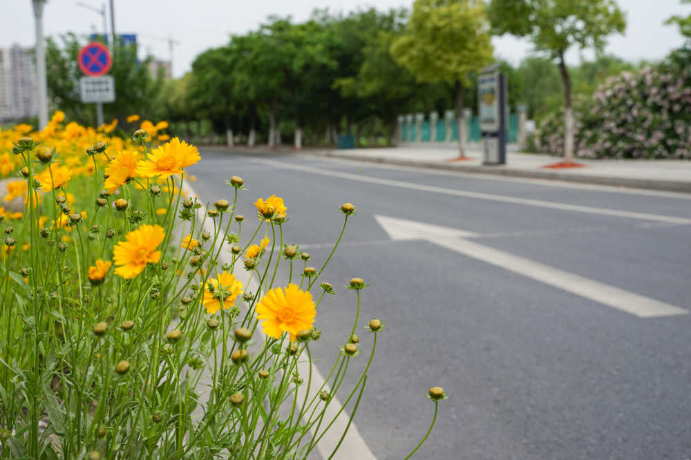 路边绿化 10