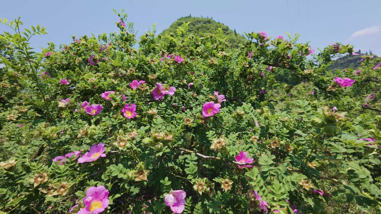 4k刺梨花开  农业产业刺梨