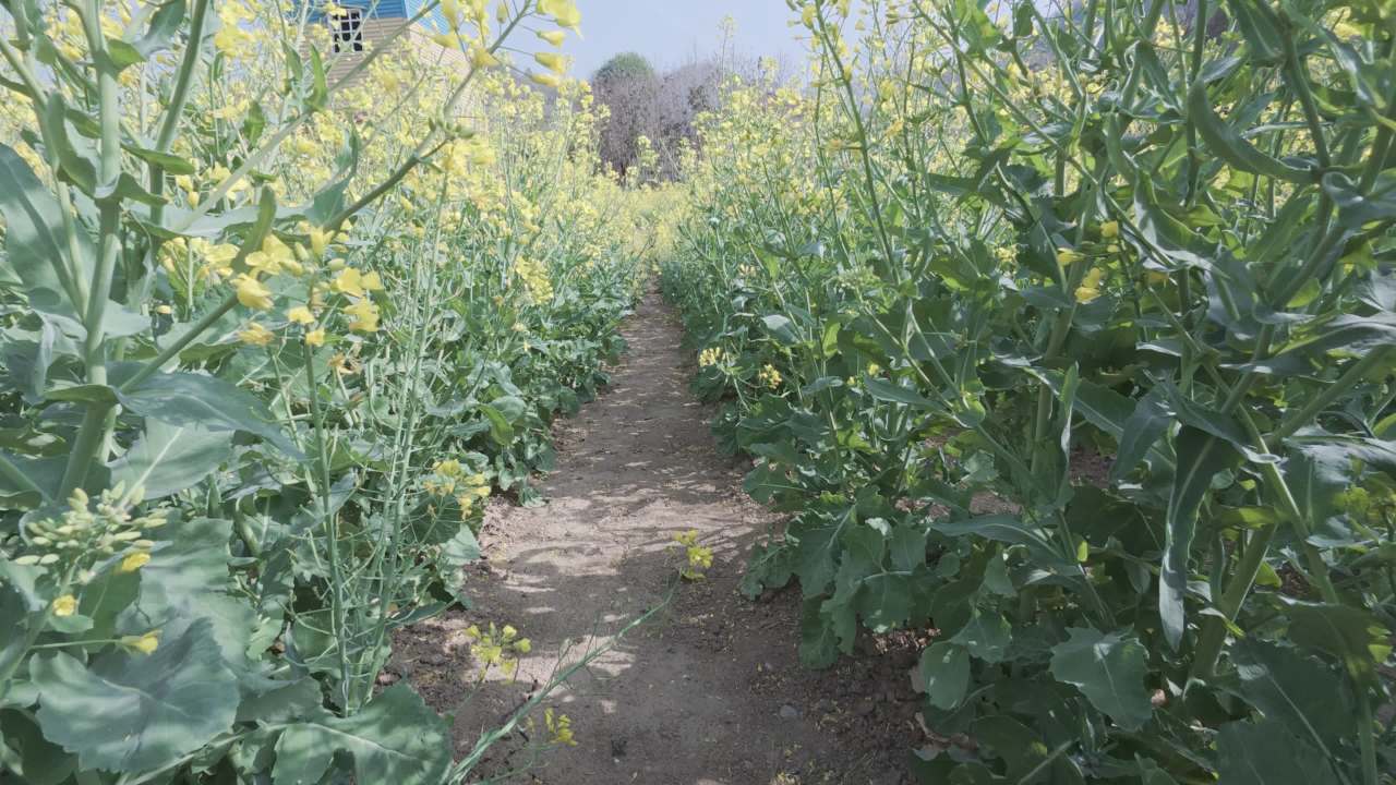 油菜花田