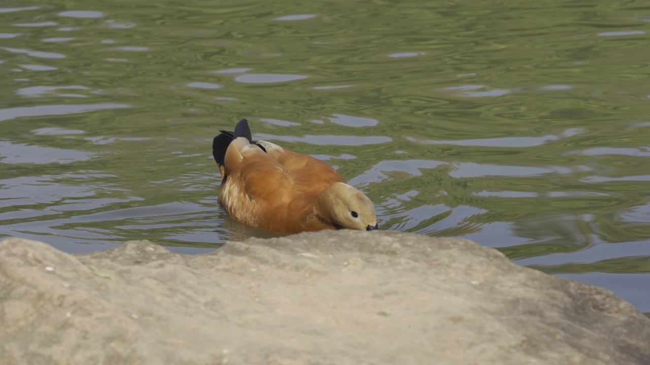 杨府山公园观鸟 22