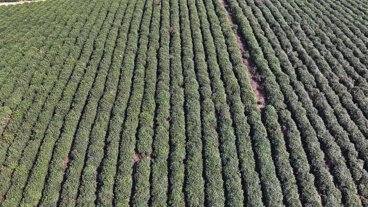 4航拍春日茶园  生态茶园 绿色产业