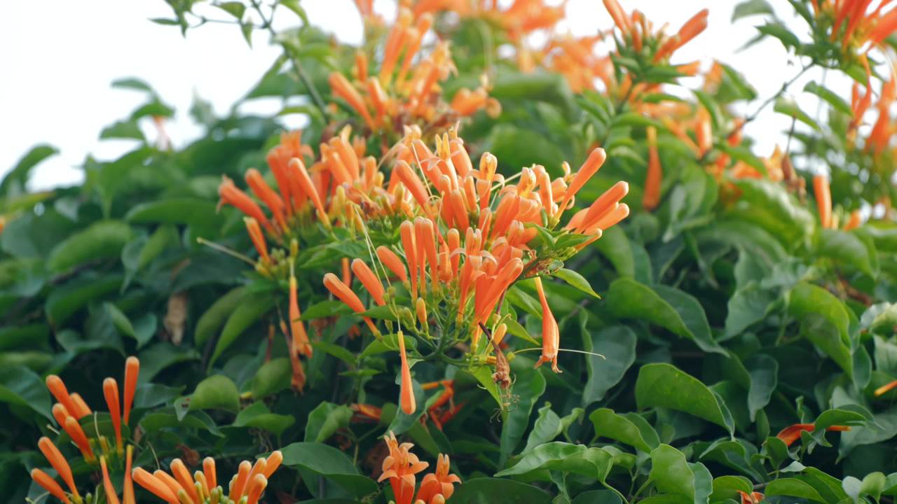 橙花绿叶的宁静时光