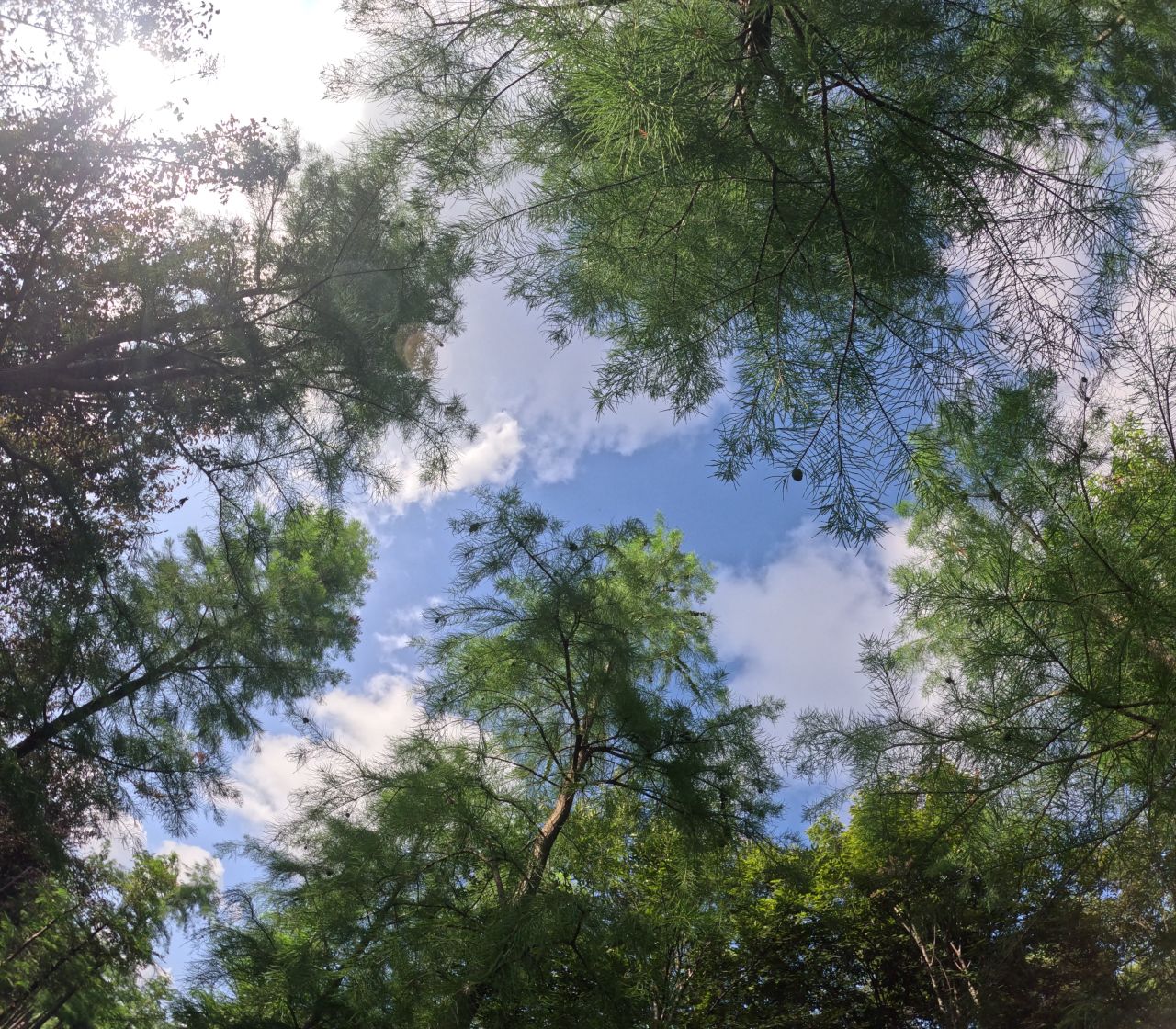 林荫里的夏日天空