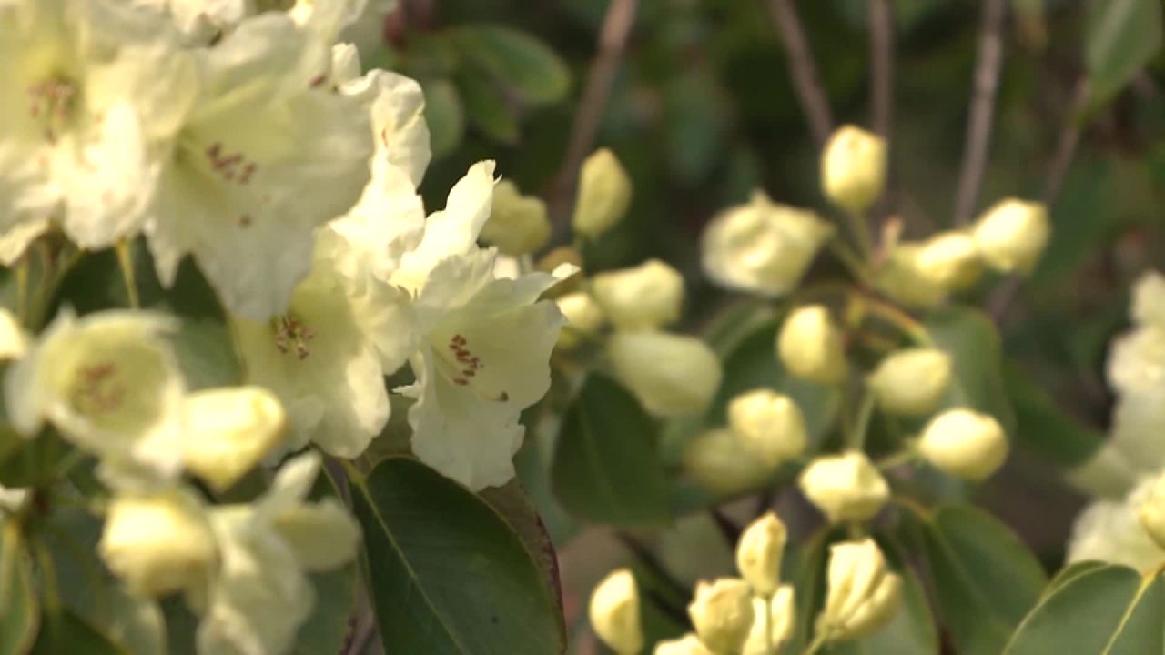 西藏林芝的春天
