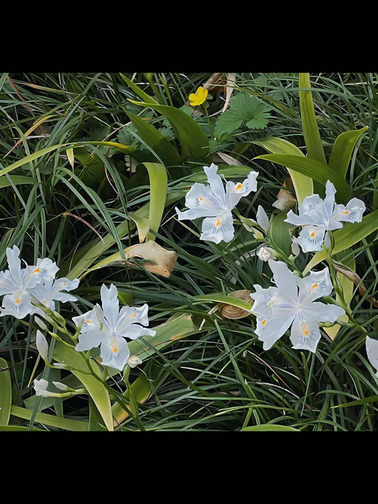 白花盛开的宁静时光