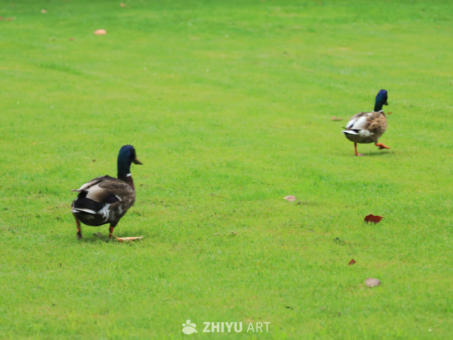 鸭子在绿草地上散步