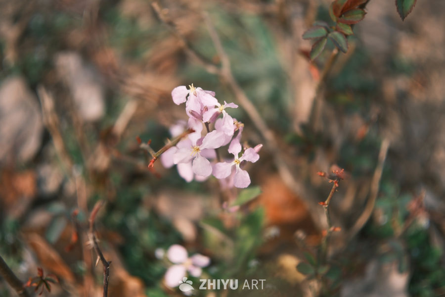 春天海棠花 19