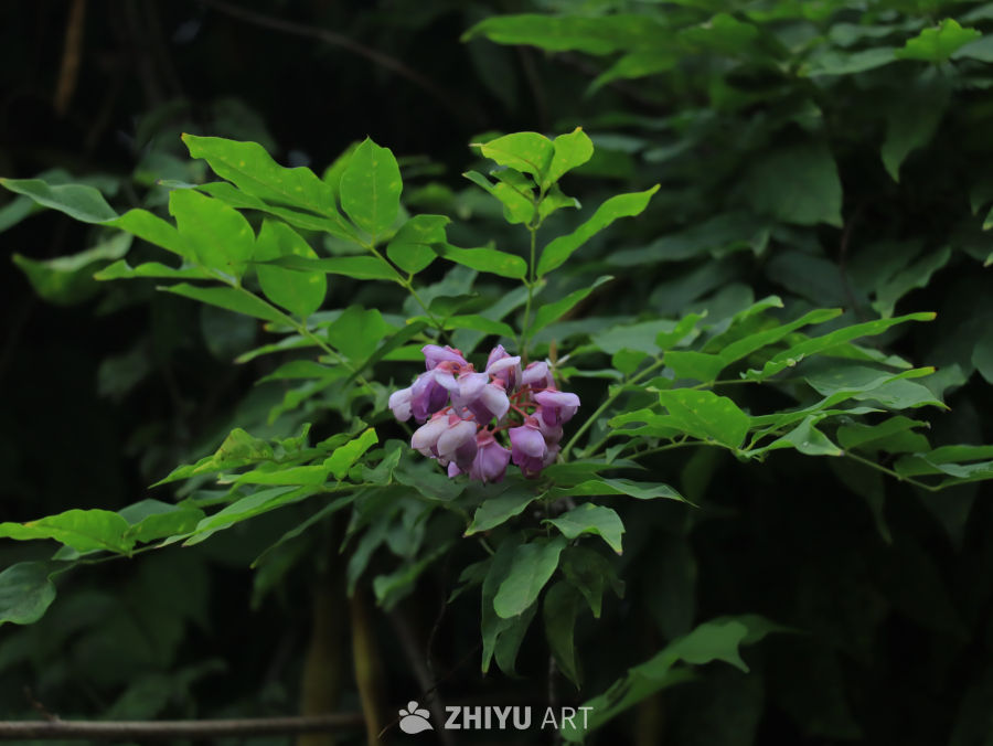 紫藤花开的春天