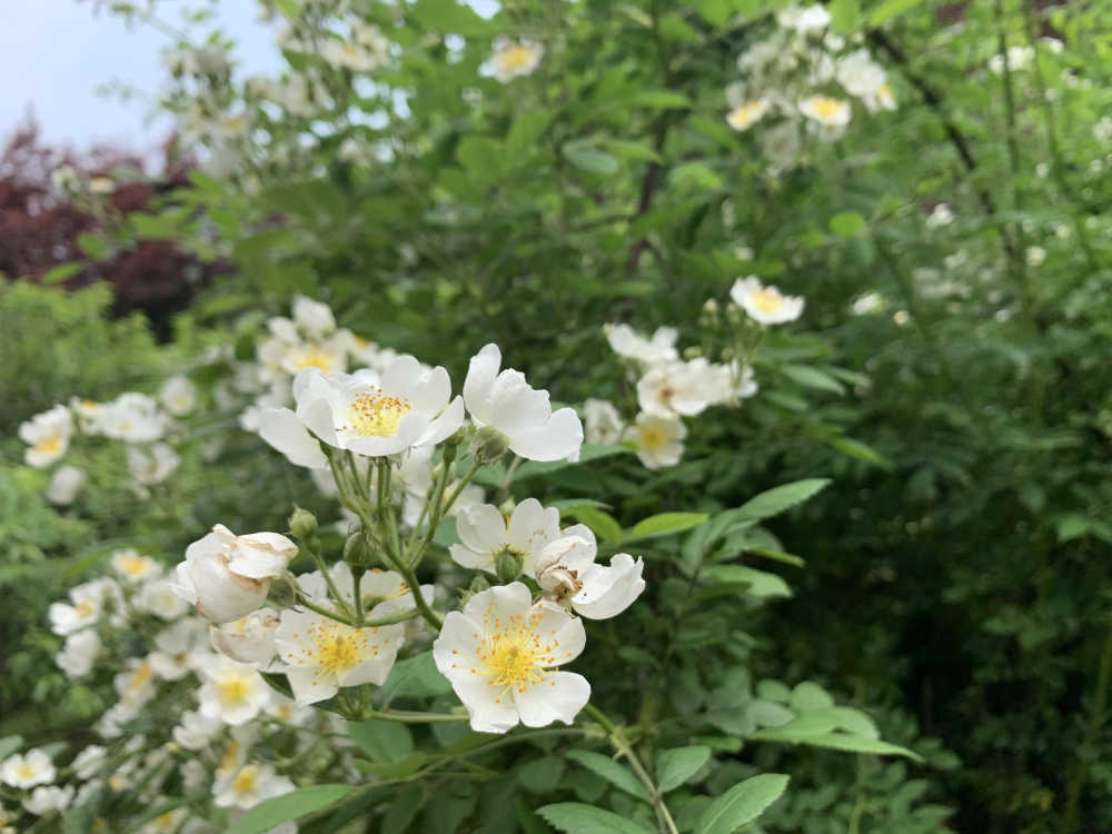 手机拍摄花花草草