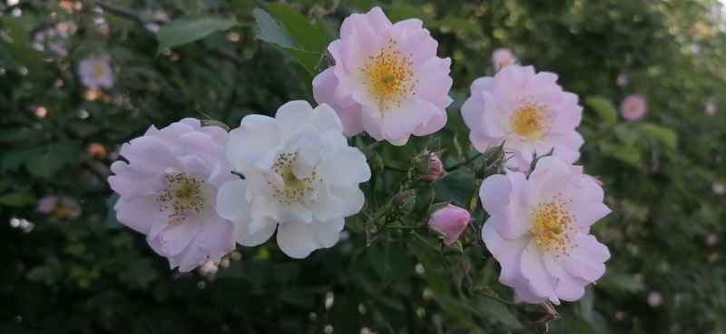 渐变的蔷薇花朵