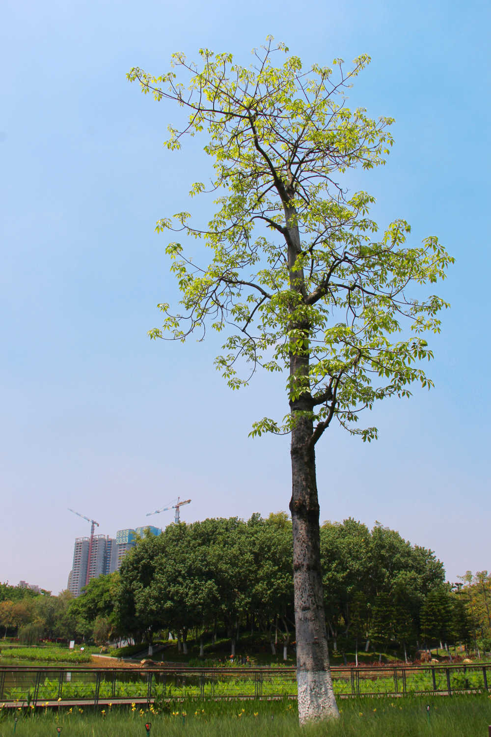 长满嫩叶的木棉