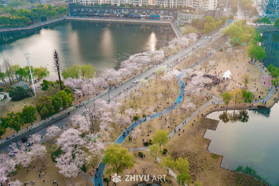 武汉西北湖公园樱花