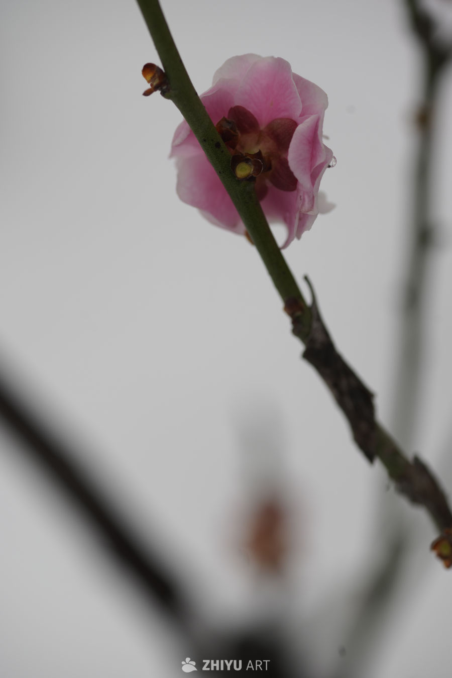 冬日里的粉色花影