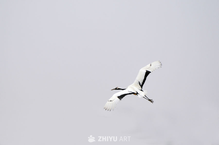 丹顶鹤飞翔，干净背景 1
