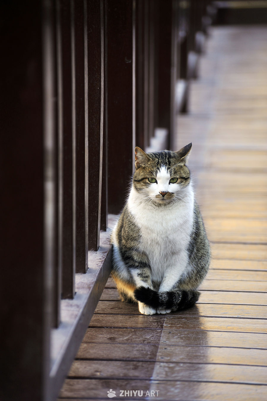 猫 1