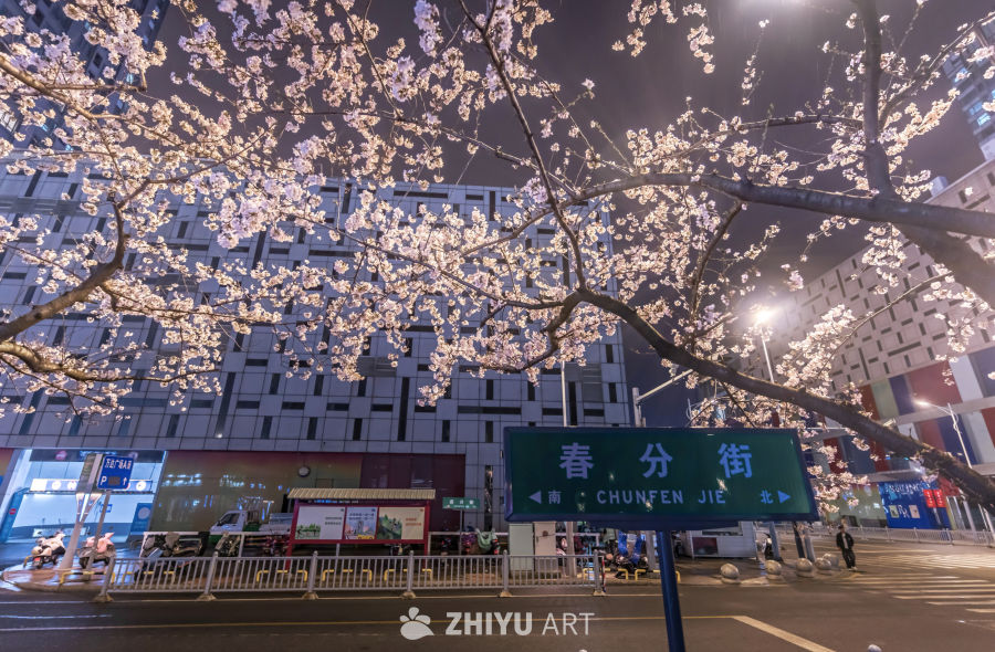 苏州春分街樱花季