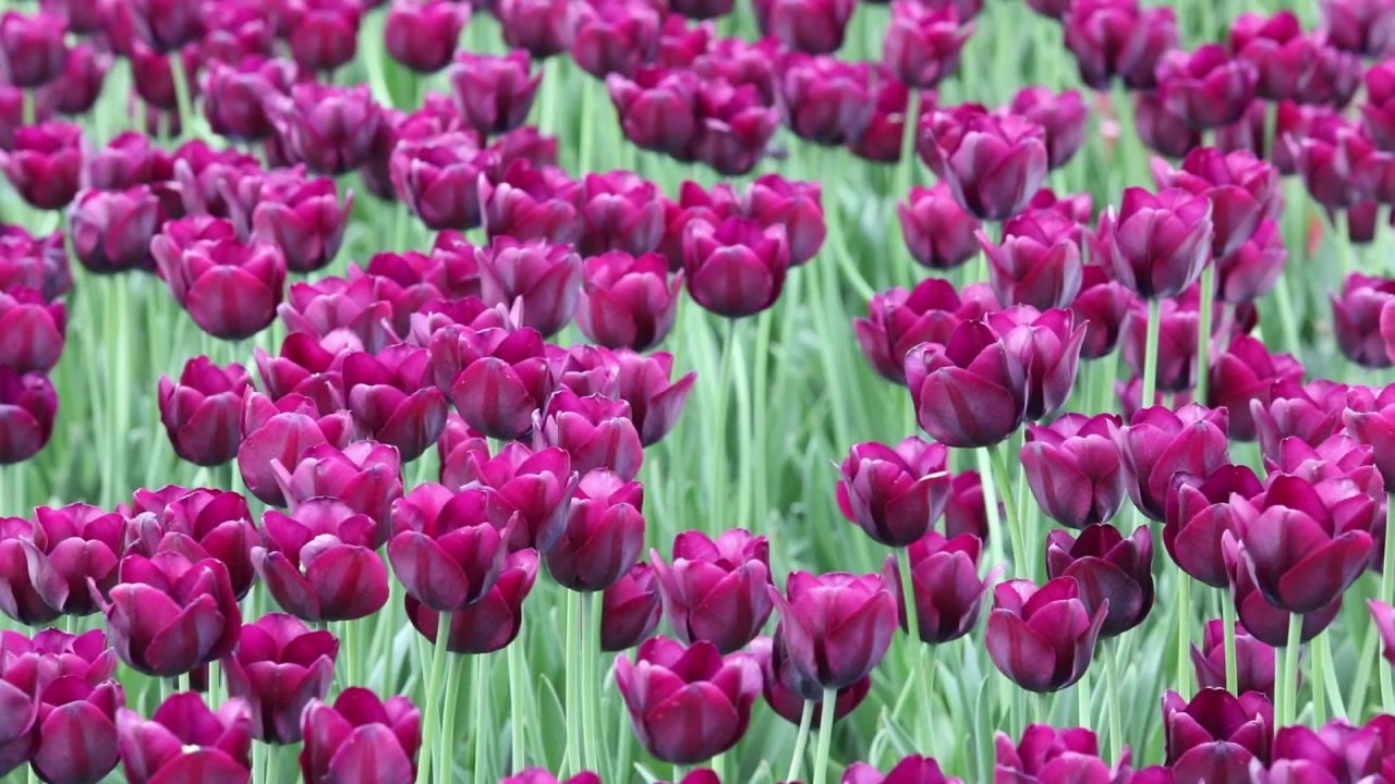 郁金香鲜花春天多彩