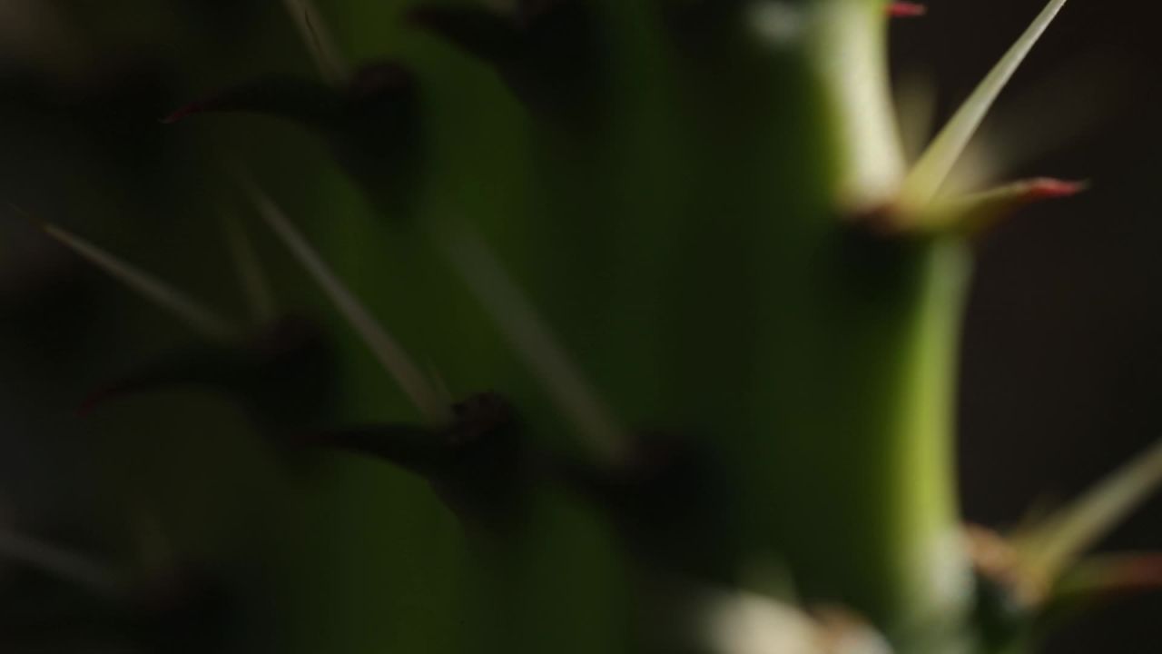仙人掌果实