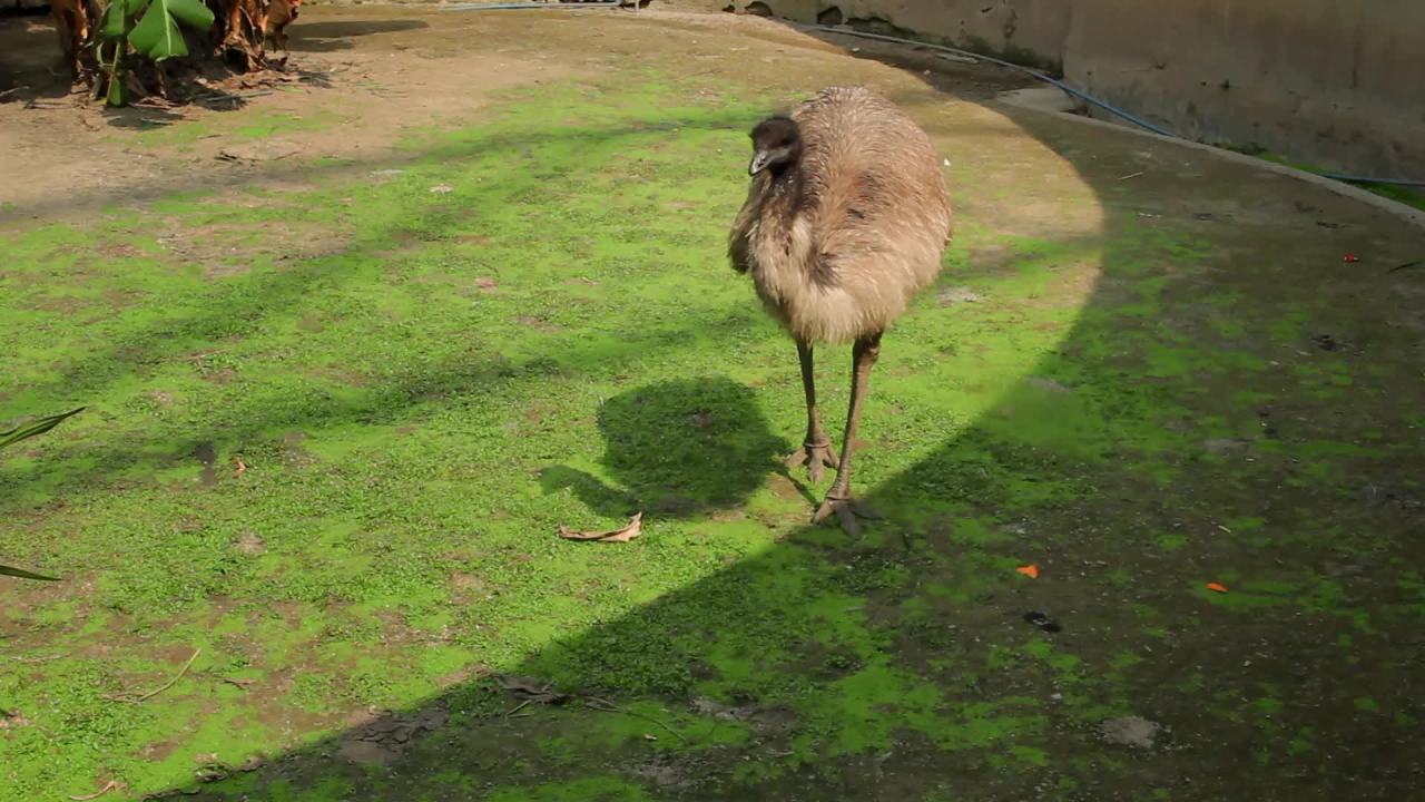 观察的鸸鹋