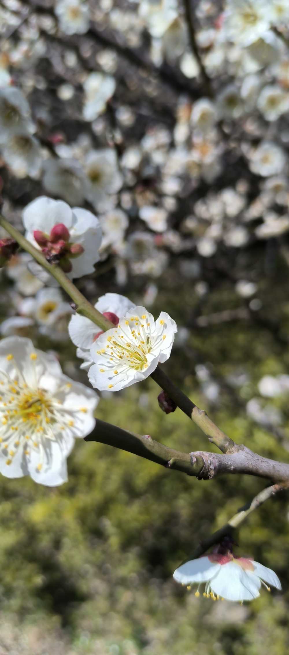 白梅，春光